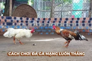 Bật Mí Cách Chơi Đá Gà Sabong Tại Fan52 Bất Bại Từ Cao Thủ