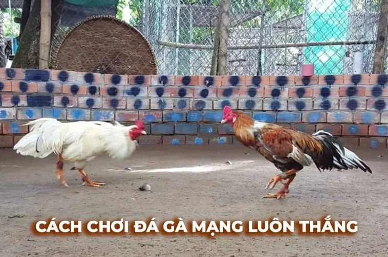 Bật Mí Cách Chơi Đá Gà Sabong Tại Fan52 Bất Bại Từ Cao Thủ